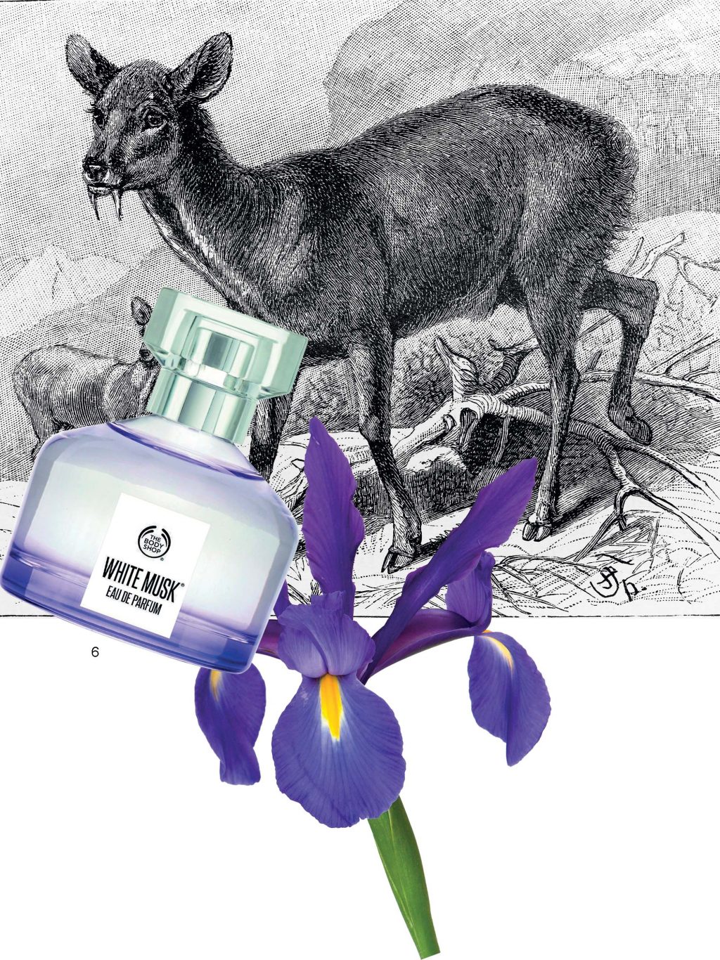 thuong nho xa huong tinh tuom 899 2